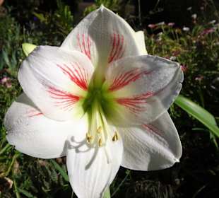 Eindrücke vom Rundgang durch Blandy´s Garden