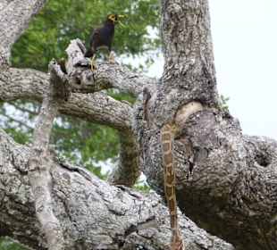 Tigerpython hat ca.25cm großen Hirtenstar erwischt