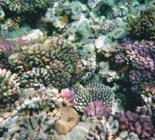 Bunte Korallenwelt