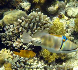 Schnorcheln Abu Dabbab