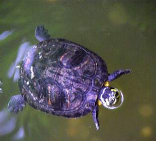 Schmetterlingshaus Wasserschildgröten