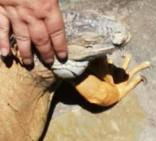 Wandern Chersónisos/Hersonissos