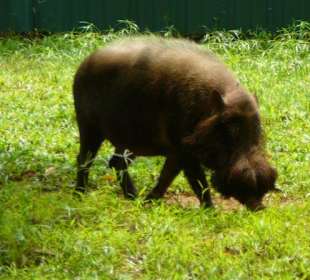 Wildschwein