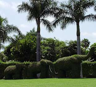 Loro Park - Pflanzen