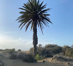 Strand Playa del Ingles