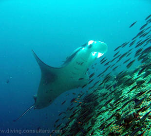 Manta an Putzstation