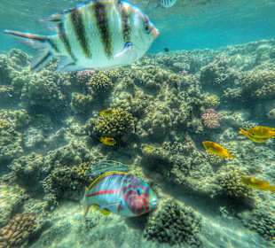 Fische beim Schnorcheln