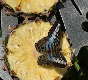 Im Schmetterlingsgarten