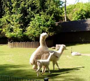 Alpakas