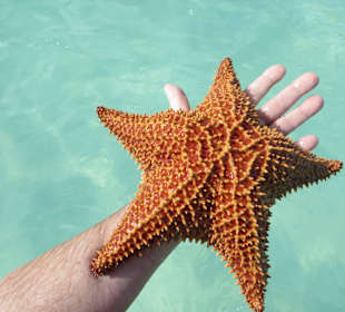 Wir haben wunderschöne Seesterne gesehen