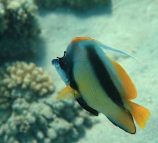 Rafa przy pomoście "Stella"