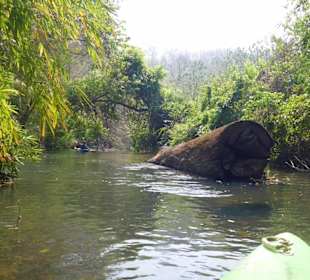 Riesige Baumstämme versperren den Weg