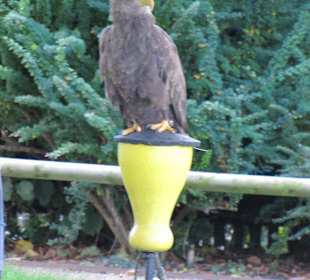 Falken- & Greifvogelflugshow