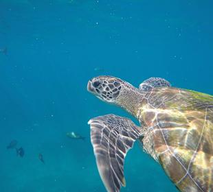 Similan Islands