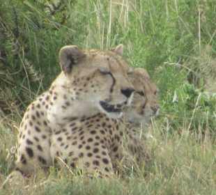 Amboseli Nationalpark