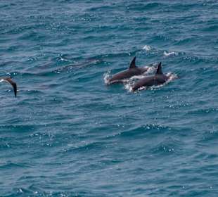 Delfinausflug