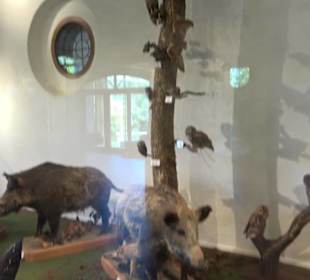 Natur- und Jagdmuseum