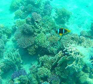 Schnorcheln, leider manchmal auch mit Müll