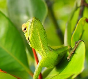 Chamäleon in den Mangroven Bentotafluss