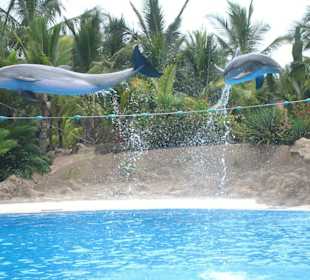 Loro Parque - Fliegende Delphine