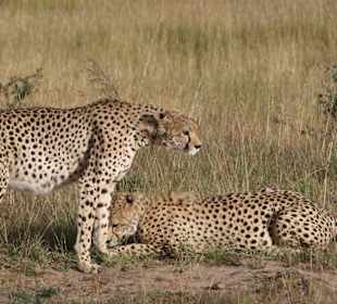 Gepardenpaar