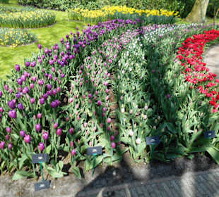 Blumenpracht im Keukenhof