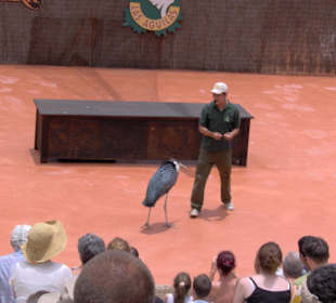 Vogelshow
