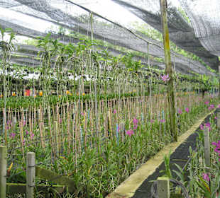 Auf der Orchideenfarm