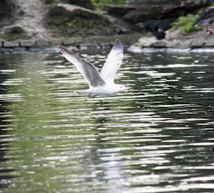 Regent's Park bird reflect