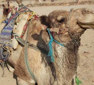 Kamelreiten wer möchte