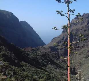 Masca Schlucht in Masca