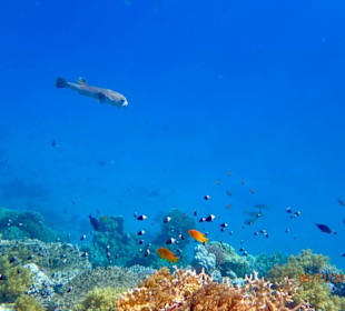 Schnorcheln Marsa Alam