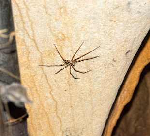 Bewohner der Höhle :-) handtellergroß