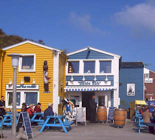 Die bunte Kuh auf Helgoland