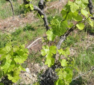Bei einer Wanderung durch die Ramsthaler Weinberge