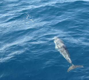 Highlight beim Katamaran-Ausflug