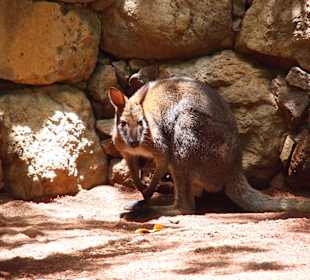 Tiere des Palmitos Parks