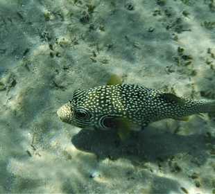 Schnorcheln Marsa Alam