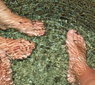 Doktorfische bei der Arbeit