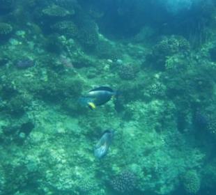 Noch mehr bunte Fische am Riff
