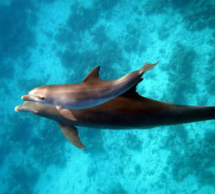 Bilder vom 13.10.16 von mir geschossen.Baby Delfin