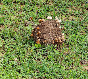 Elefantenkot mit Pilzen