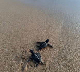 Meeresschildkröten Aufzuchtstation Kosgoda