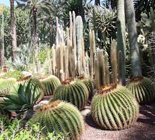Parc la palmerie a Elche 