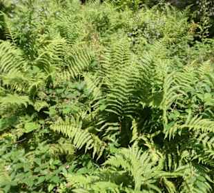 Bei unserer Silberberg-Wanderung
