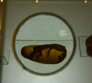 Bernstein mit Insekteneinschluss