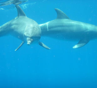 Mit Delfinen schwimmen