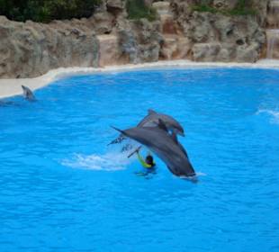 Shows und Unterhaltung