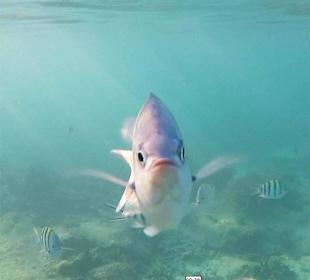 Fantastische Unterwasserwelt