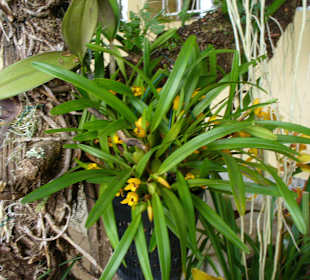 In Pregetter's Orchideengarten